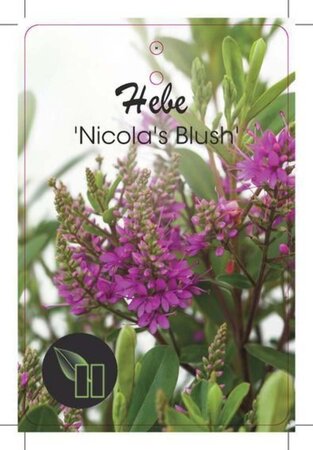 Hebe 'Nicola's Blush' geen maat specificatie cont. 2,0L - afbeelding 1