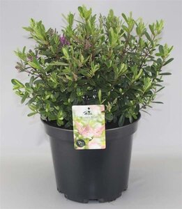 Hebe 'Nicola's Blush' geen maat specificatie cont. 2,0L - afbeelding 2