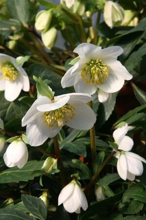 Helleborus niger geen maat specificatie 0,55L/P9cm - afbeelding 5