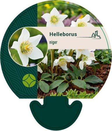 Helleborus niger geen maat specificatie 0,55L/P9cm - afbeelding 6