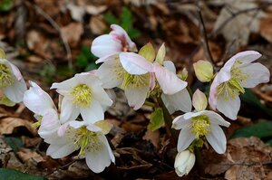 Helleborus niger geen maat specificatie 0,55L/P9cm - afbeelding 3