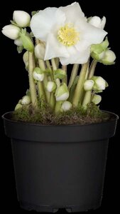 Helleborus niger geen maat specificatie 0,55L/P9cm - afbeelding 4