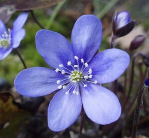 Hepatica nobilis geen maat specificatie 0,55L/P9cm