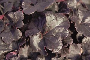 Heuchera 'Obsidian' geen maat specificatie 0,55L/P9cm - afbeelding 1