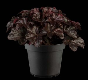 Heuchera 'Obsidian' geen maat specificatie 0,55L/P9cm - afbeelding 3