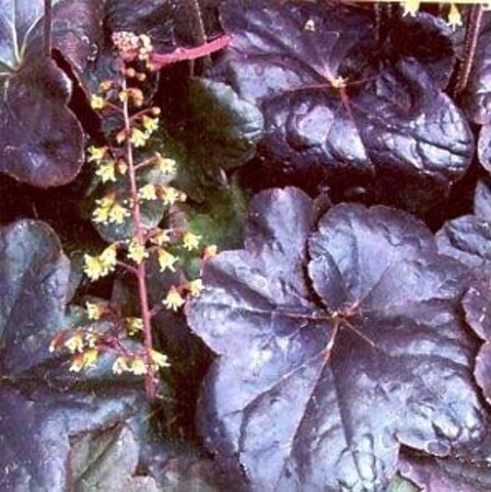 Heuchera 'Obsidian' geen maat specificatie 0,55L/P9cm - afbeelding 5