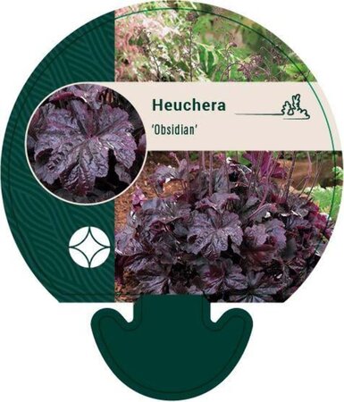 Heuchera 'Obsidian' geen maat specificatie 0,55L/P9cm - afbeelding 4