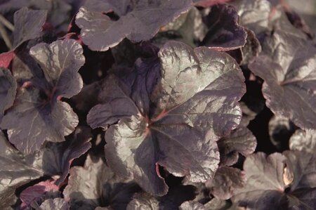 Heuchera 'Obsidian' geen maat specificatie 0,55L/P9cm - image 1