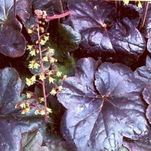 Heuchera 'Obsidian' geen maat specificatie 0,55L/P9cm - image 5