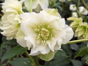 Helleborus o. 'Double Ellen White' geen maat specificatie 0,55L/P9cm