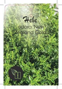 Hebe odora 'New Zealand Gold' geen maat specificatie cont. 10L - afbeelding 2