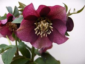 Helleborus o. 'Pretty Ellen Red' geen maat specificatie 0,55L/P9cm - afbeelding 2