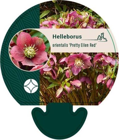 Helleborus o. 'Pretty Ellen Red' geen maat specificatie 0,55L/P9cm - afbeelding 1