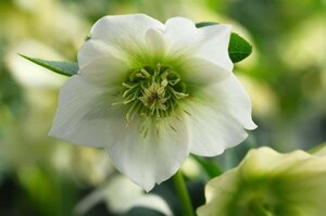 Helleborus o. 'Pretty Ellen White' geen maat specificatie 0,55L/P9cm - afbeelding 2