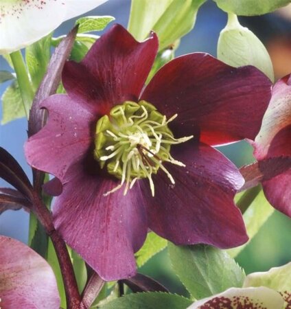 Helleborus o. Red Hybrids geen maat specificatie 0,55L/P9cm