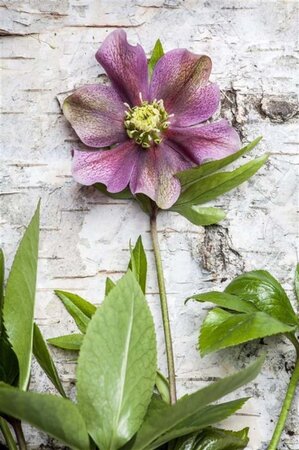 Helleborus orientalis geen maat specificatie 0,55L/P9cm - afbeelding 1