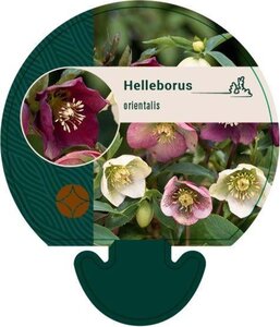 Helleborus orientalis geen maat specificatie 0,55L/P9cm - afbeelding 8