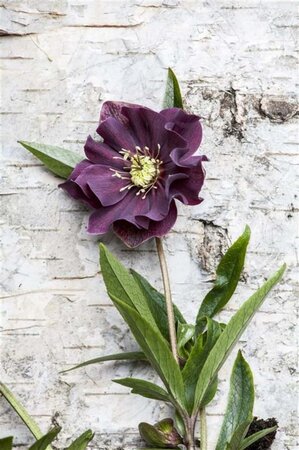 Helleborus orientalis geen maat specificatie 0,55L/P9cm - afbeelding 2