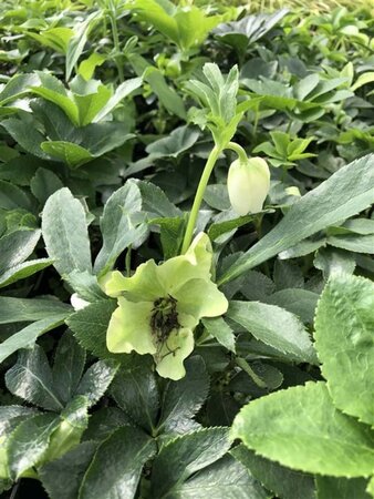 Helleborus orientalis geen maat specificatie 0,55L/P9cm - afbeelding 3