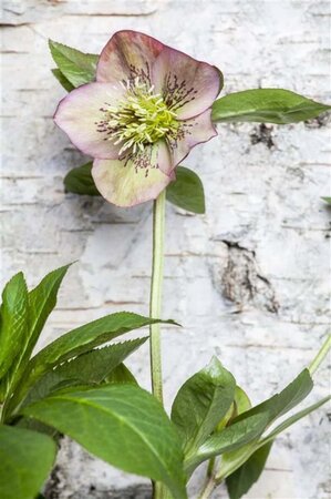 Helleborus orientalis geen maat specificatie 0,55L/P9cm - afbeelding 4