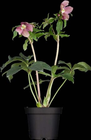 Helleborus orientalis geen maat specificatie 0,55L/P9cm - afbeelding 6