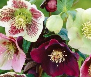 Helleborus orientalis geen maat specificatie 0,55L/P9cm - afbeelding 9