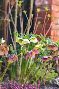 Helleborus orientalis geen maat specificatie 0,55L/P9cm - afbeelding 7