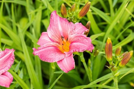 Hemerocallis 'Pink Damask' geen maat specificatie 0,55L/P9cm - afbeelding 1