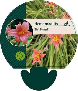 Hemerocallis 'Pink Damask' geen maat specificatie 0,55L/P9cm - afbeelding 3