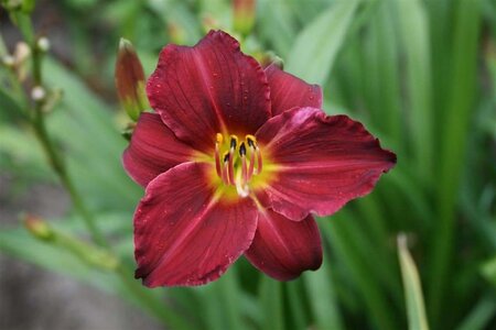 Hemerocallis 'Pardon Me' geen maat specificatie 0,55L/P9cm - afbeelding 1