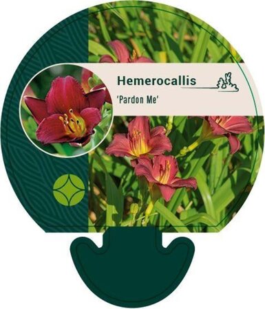 Hemerocallis 'Pardon Me' geen maat specificatie 0,55L/P9cm - afbeelding 2