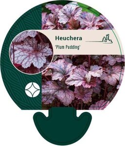 Heuchera 'Plum Pudding' geen maat specificatie 0,55L/P9cm - afbeelding 2