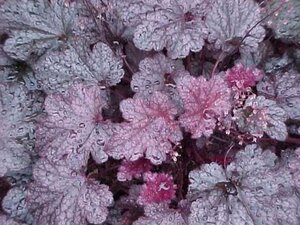 Heuchera 'Plum Pudding' geen maat specificatie 0,55L/P9cm - afbeelding 3