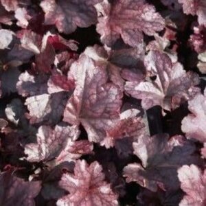 Heuchera 'Plum Pudding' geen maat specificatie 0,55L/P9cm - afbeelding 4