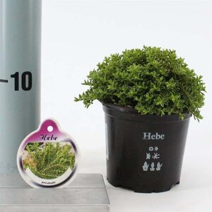 Hebe 'Prostrata' 10-15 cm P10,5cm