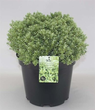 Hebe pinguifolia 'Sutherlandii' geen maat specificatie cont. 10L - afbeelding 1