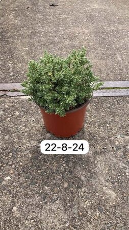 Hebe pinguifolia 'Sutherlandii' geen maat specificatie cont. 2,0L