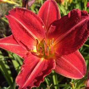 Hemerocallis 'Red Rum' geen maat specificatie 0,55L/P9cm