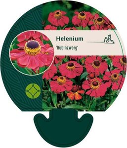 Helenium 'Rubinzwerg' geen maat specificatie 0,55L/P9cm - afbeelding 5