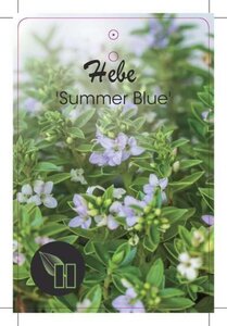 Hebe 'Summer Blue' geen maat specificatie cont. 2,0L - afbeelding 1