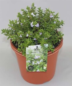 Hebe 'Summer Blue' geen maat specificatie cont. 2,0L - afbeelding 2