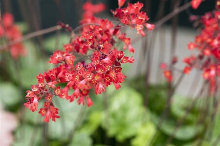 Heuchera sang. 'Leuchtkäfer' geen maat specificatie 0,55L/P9cm - afbeelding 1