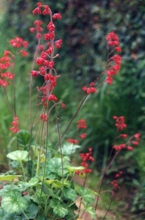 Heuchera sang. 'Leuchtkäfer' geen maat specificatie 0,55L/P9cm - afbeelding 2