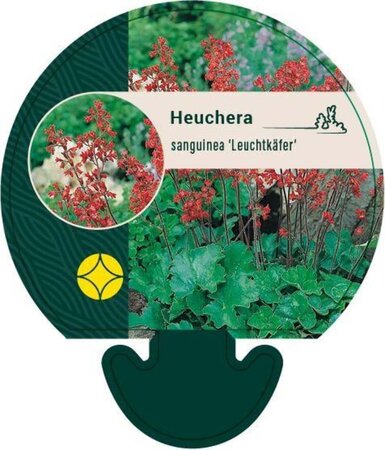 Heuchera sang. 'Leuchtkäfer' geen maat specificatie 0,55L/P9cm - afbeelding 4