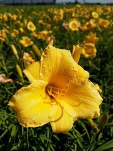 Hemerocallis 'Stella de Oro' geen maat specificatie 0,55L/P9cm - afbeelding 2