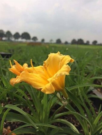 Hemerocallis 'Stella de Oro' geen maat specificatie 0,55L/P9cm - afbeelding 3