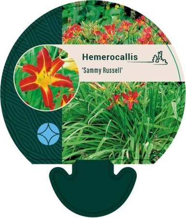 Hemerocallis 'Sammy Russell' geen maat specificatie 0,55L/P9cm - afbeelding 1