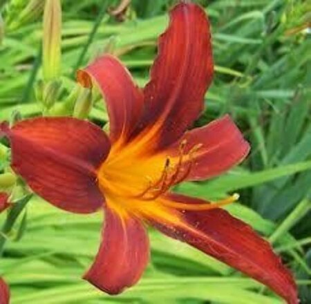 Hemerocallis 'Sammy Russell' geen maat specificatie 0,55L/P9cm - afbeelding 2