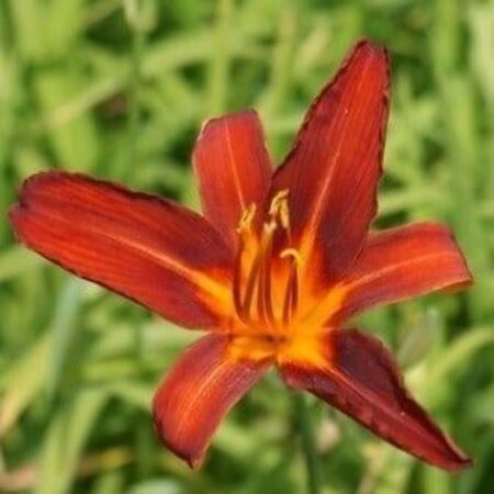 Hemerocallis 'Sammy Russell' geen maat specificatie 0,55L/P9cm - afbeelding 3