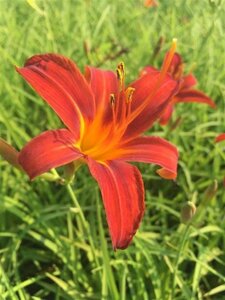 Hemerocallis 'Sammy Russell' geen maat specificatie 0,55L/P9cm - afbeelding 4